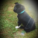 Lola Bryan - @lola_the_staffy_pup - Instagram