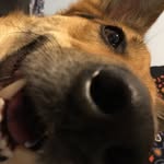Lola🐶 - @lola.burtis - Instagram