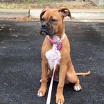 Lola Camacho - @ms.lola_theboxer - Instagram
