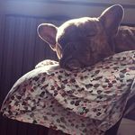 Lola Fiona Zelda Castle McFly - @lolathelovelystaffy - Instagram