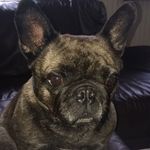 Lola - @lola_castle1 - Instagram