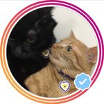 Lola & Loki (Selen Ozcan Avat) - @lola_loki_cats - Instagram