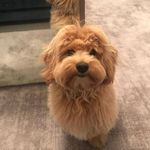 Lola Collins - @lola.collins.562114 - Instagram