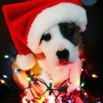 im_lola_combs - @im_lola_combss - Instagram
