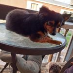 Lola Combs - @toolcrows - Instagram