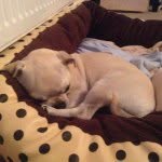 Lola Conroy - @lolaconroythedoggy - Instagram