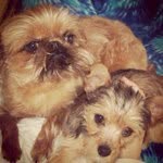 Lola 🐶 - @loladutton123 - Instagram