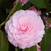 Lola a friendly fish - @.lola.fish - TikTok