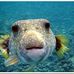 Lola Fish - Facebook
