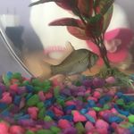 Lola The Fish - @lola.fish.cerv - Instagram