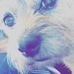 Lola Fuller - @snoochthepooch - Instagram