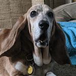 Lola Gates - @lola_luv_bug_basset - Instagram