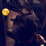 Lola Goodwin - @lola.the.dog.xx - Instagram