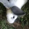 Lola greene - @lola.greene__ - TikTok