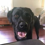 Lola - @lola.the.block.head - Instagram