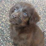Lola - @lola__head - Instagram