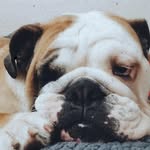 Lola - @lolasleepyhead - Instagram