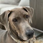 Lola the knuckel head - @lolathedawgggg - Instagram