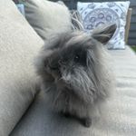 Lola the lionhead 🐰🦁 - @lola_thelion.head - Instagram