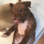 Lola - @heckinlola__ - Instagram