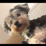 LOLA❤️ - @lola_huller - Instagram