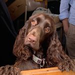 [LOLA] & [HUNTER] - @lola_field_spaniel_ - Instagram