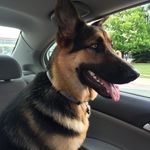 Lola Hunter - @lola.the.dog.hunter - Instagram