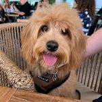 Lola Hunter - @lolathedoddle - Instagram