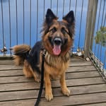 Lola Hunter - @lola_hunter_shepphard - Instagram