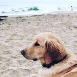 LOLA HUNTER - @_living_la_vida_lola_ - Instagram