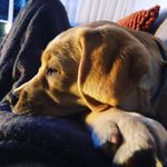 Lola Hunter - @lola__the__labrador__ - Instagram
