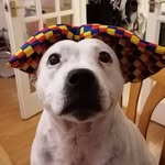 LolaHunter - @lolahunterdog - Instagram