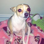 Chihuahua ❤️ - @lola.king_ - Instagram