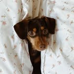 Lola King - @lolathelilween - Instagram