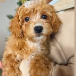 Lola King - @lifewufflola - Instagram