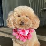 Lola la Mini Poodle - @lola_laminipoodle - Instagram