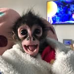 Lola la mona🐒💓 - @lola_lamonky - Instagram
