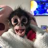 Lola la mona🐒 - @lola_lamona - TikTok