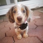 Lola Lambert - @lola_la_lulu - Instagram