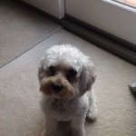 Lola - @lola_lowe_2014 - Instagram