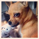 Lola Lowe - @lola_lo_chi - Instagram