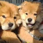 ʟᴏʟᴀ & ʟʏᴏɴ - @lola_chow_lyon - Instagram