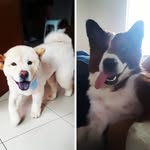 Lyon & Lola - @lyonelola - Instagram