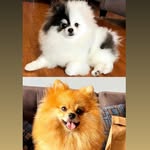 Lyon Pome🦊 & Lola Pome🐼 - @lyon_lola_poms - Instagram