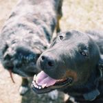 Hank & Lola - @hank_lola_magee - Instagram