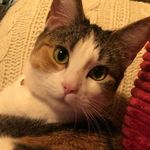 Lola - @lolathecatmcbride - Instagram