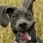 Lola McBride - @pink.l3monad - Instagram