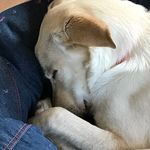 Lola McBride - @lolamcbridek9 - Instagram
