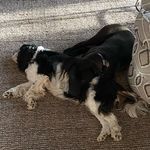 Lola and Squash Murray - @_lola.and.friends - Instagram