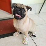 Lola Jobity-Murray - @lolathepuglife - Instagram